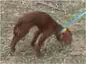 Tightness & Hypertonicity