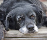 Old Dog