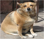 Overweight dog