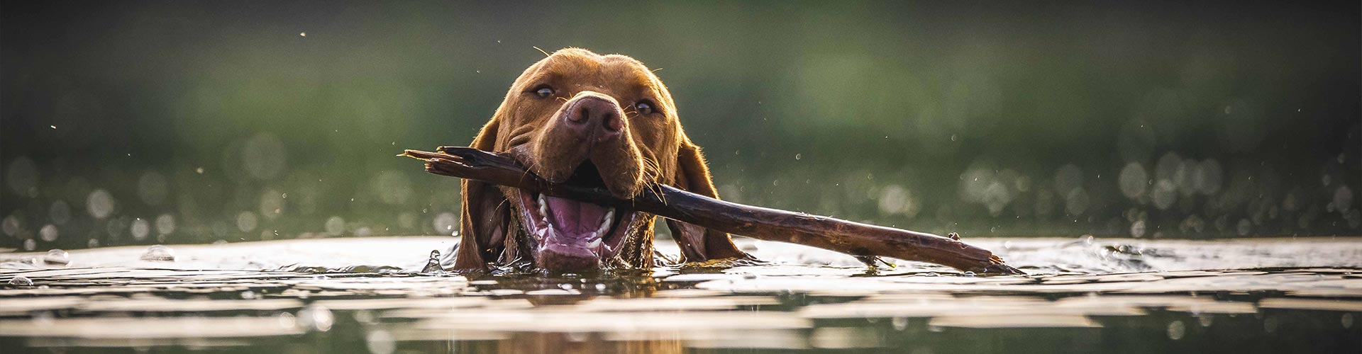 Dog swimming in the river