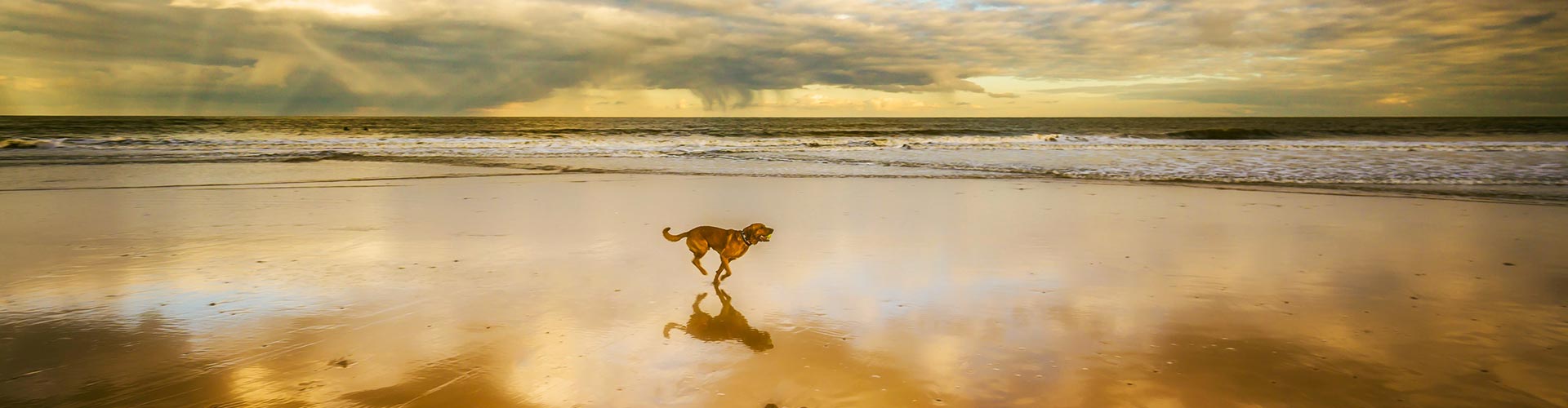 Dog running in the beach