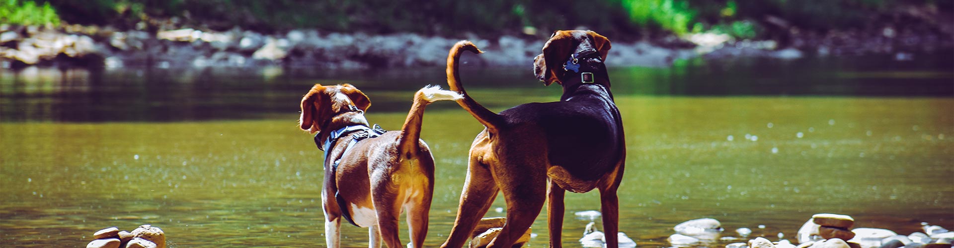 dogs by the river